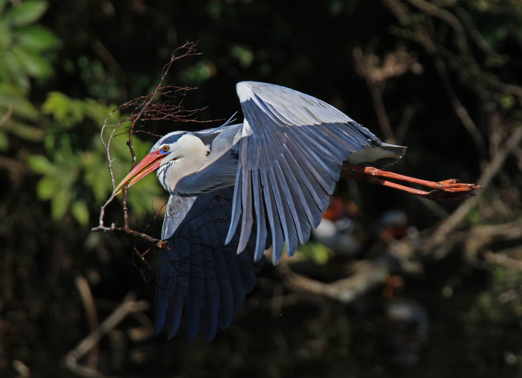 サギのコロニーの様子