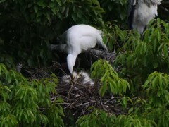 サギのコロニ-の様子