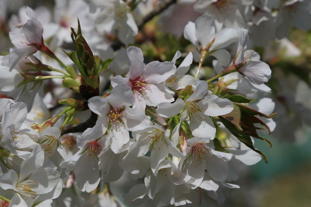 家の近くの桜