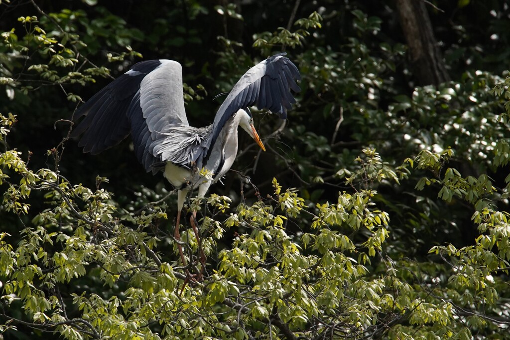サギのコロニ-の様子