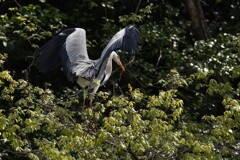 サギのコロニ-の様子