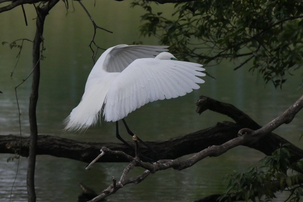 サギのコロニ-の様子