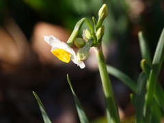 サギのコロニ-の様子