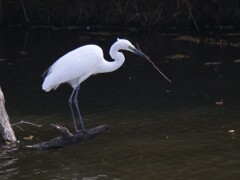 サギのコロニ-の様子