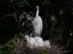 サギのコロニ-の様子