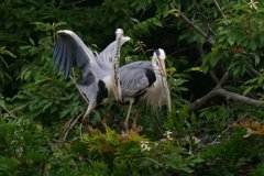 サギのコロニ-の様子