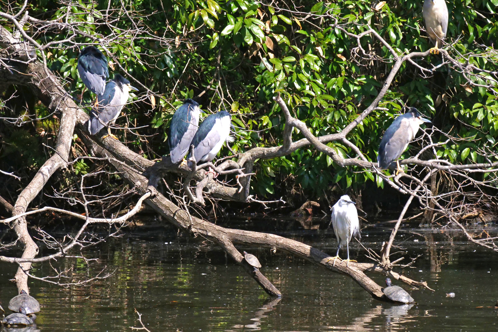 サギのコロニ-の様子