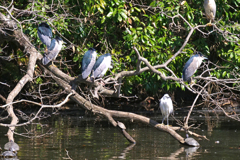 サギのコロニ-の様子