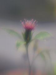 LENSBABY   シングルグラス試写