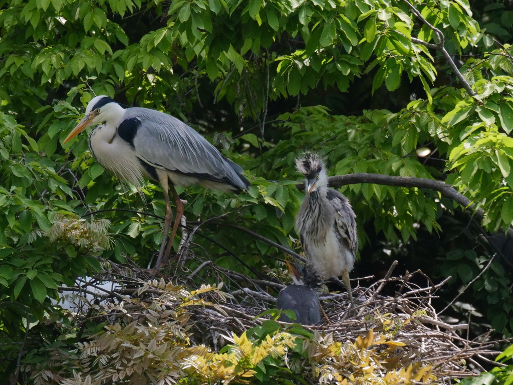 サギのコロニ-の様子