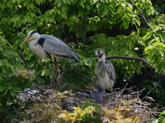 サギのコロニ-の様子