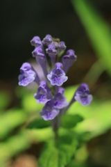 Micro Nikkor 55mm