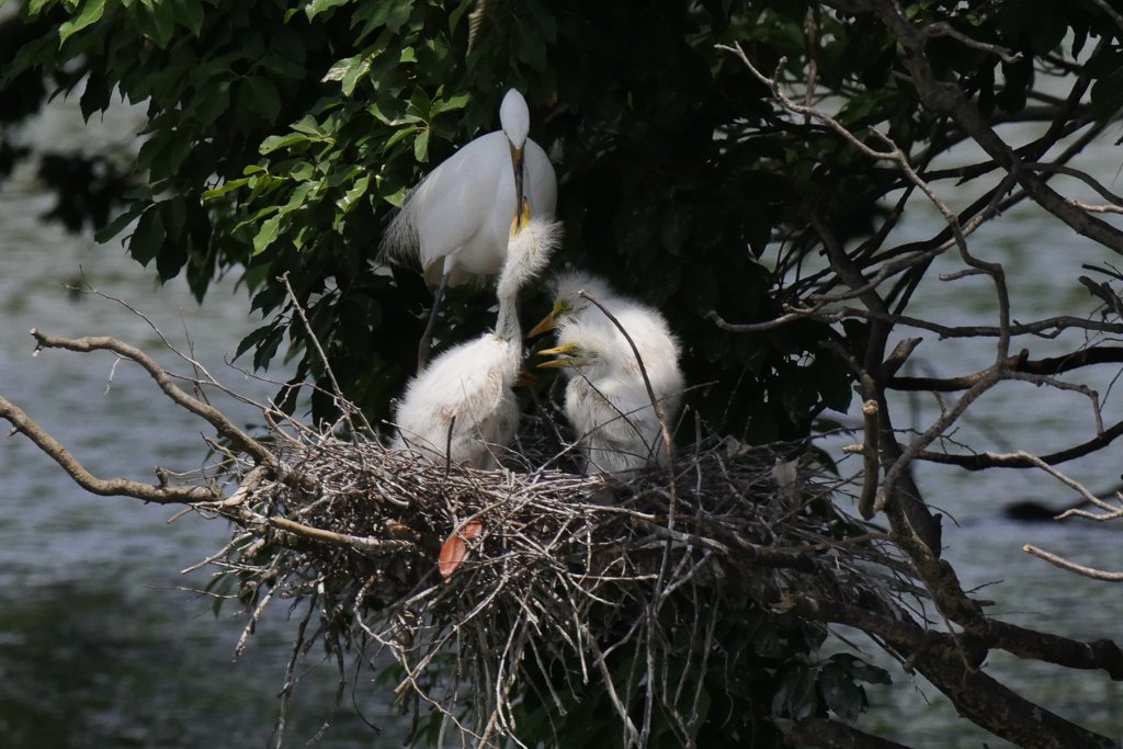 サギのコロニ-の様子