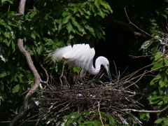 サギのコロニ-の様子
