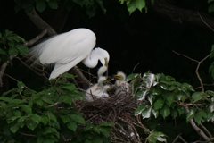 サギのコロニ-の様子