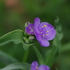 Lensbaby  Velvet 56