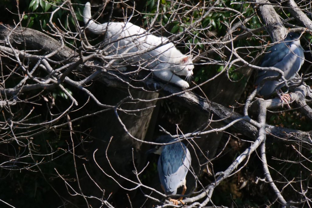 サギのコロニ-の様子
