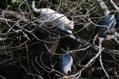 サギのコロニ-の様子