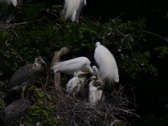 サギのコロニ-の様子