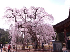 山武市長光寺の桜