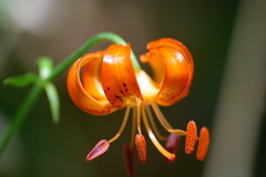 小田代が原でユリの花
