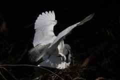 サギのコロニ-の様子