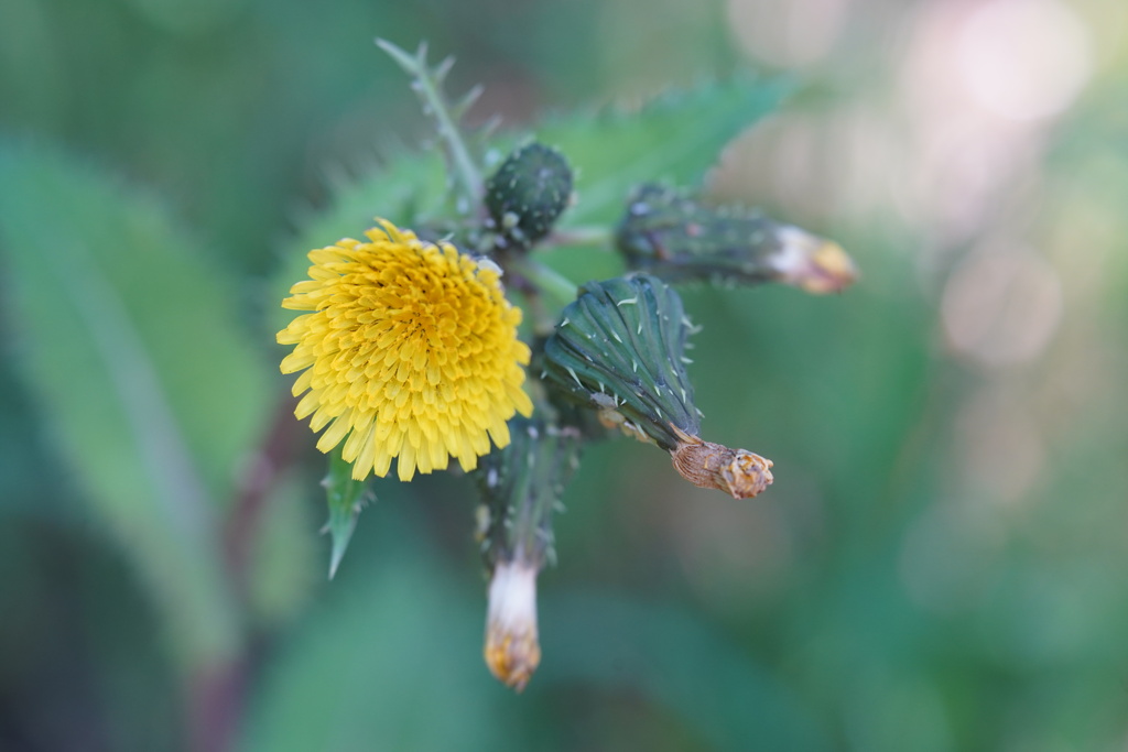 Lensbaby ソフトレンズ Velvet 56 56mm