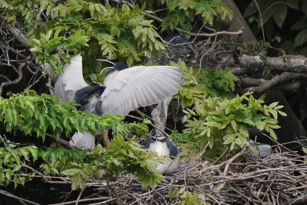 サギのコロニ-の様子