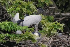 サギのコロニ-の様子