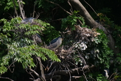 サギのコロニ-の様子