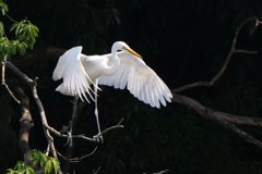 サギのコロニ-の様子