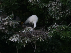 サギのコロニ-の様子