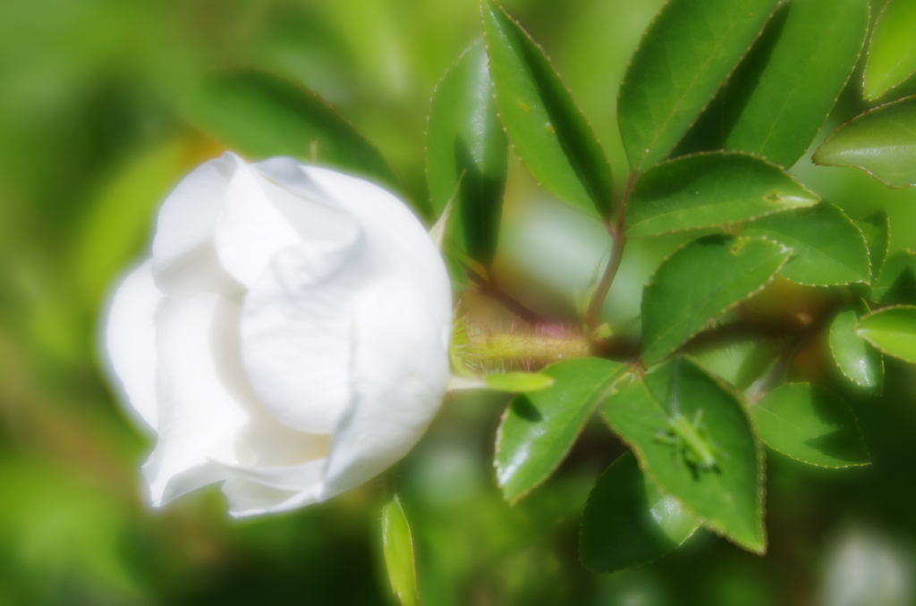LENSBABY Velvet