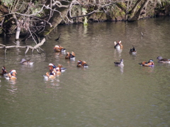 サギのコロニーの様子