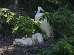 サギのコロニ-の様子