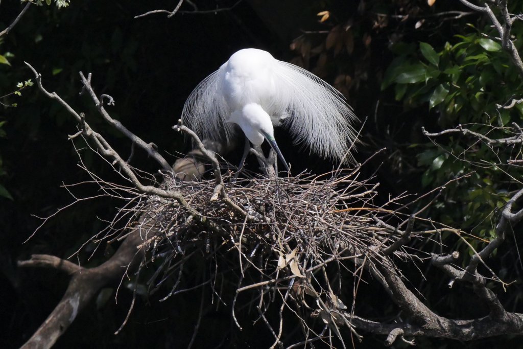 サギのコロニ-の様子