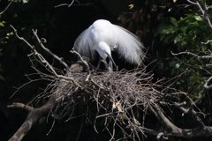 サギのコロニ-の様子