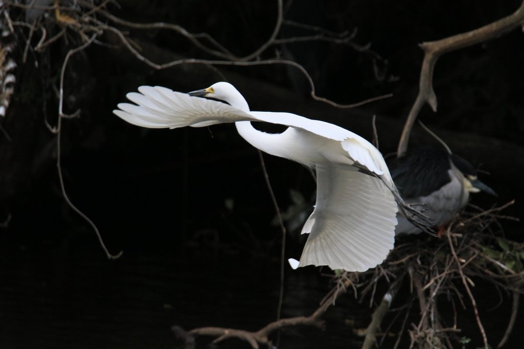 サギのコロニ-の様子