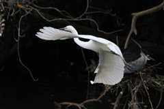 サギのコロニ-の様子