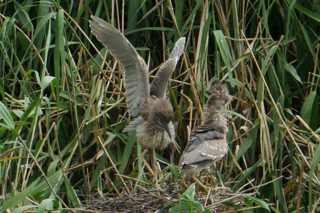 サギのコロニ-の様子