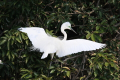 サギのコロニ-の様子