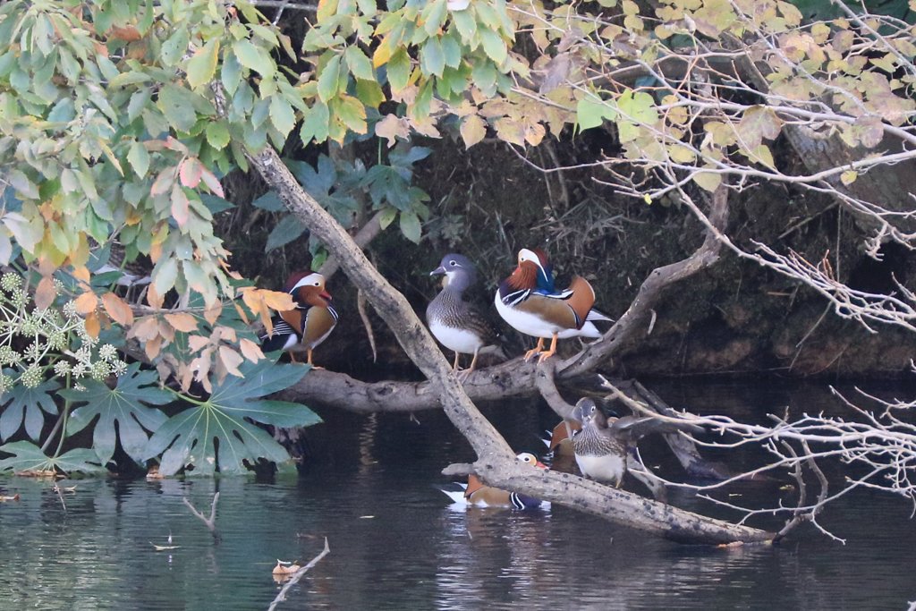 家の近くの池の状況