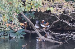 家の近くの池の状況