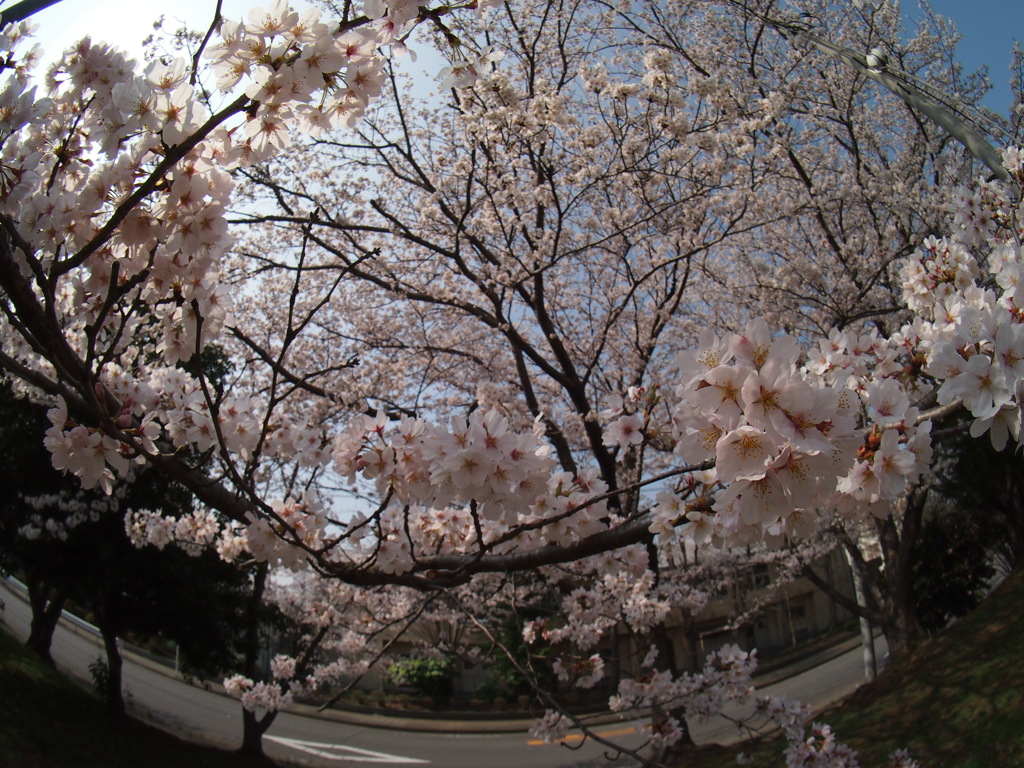 家の近くの桜並木