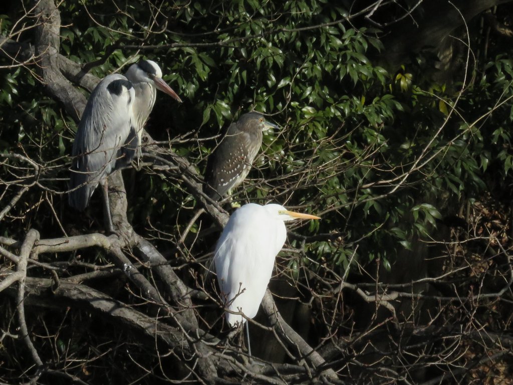 サギのコロニ－の様子