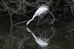 繁殖期のダイサギ
