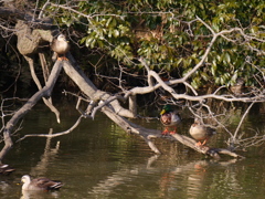 サギのコロニ-の様子