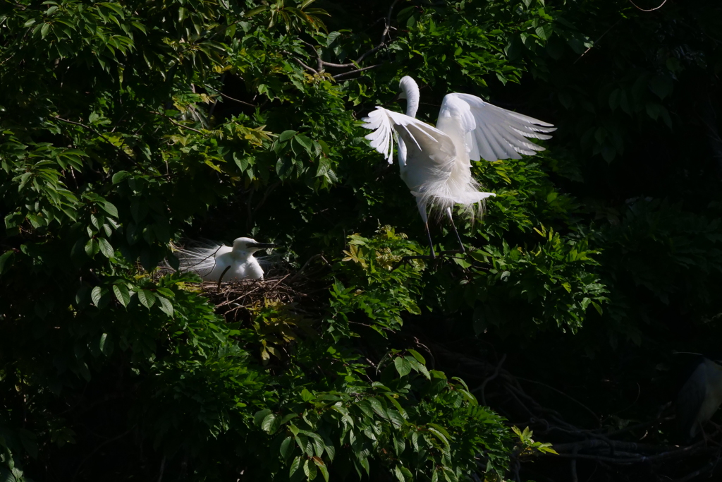 サギのコロニ-の様子