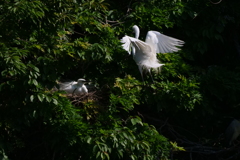 サギのコロニ-の様子