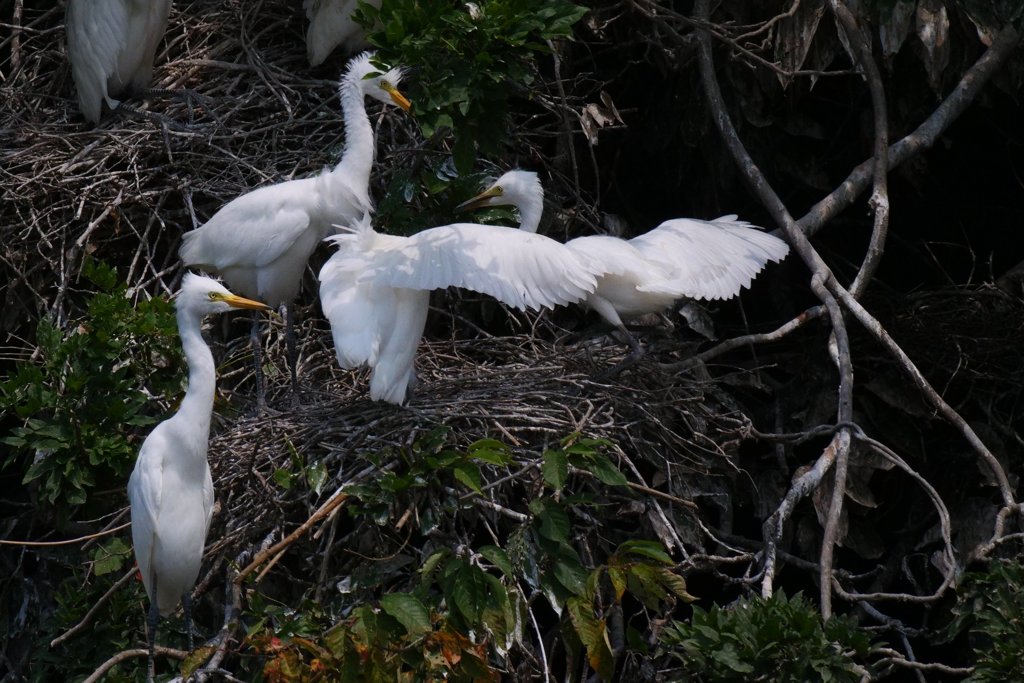 サギのコロニ-の様子